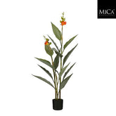 Canna In Pot Orange - H115Xd46Cm